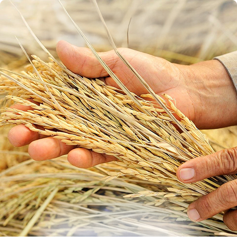 โรงสีข้าวรัชมงคล